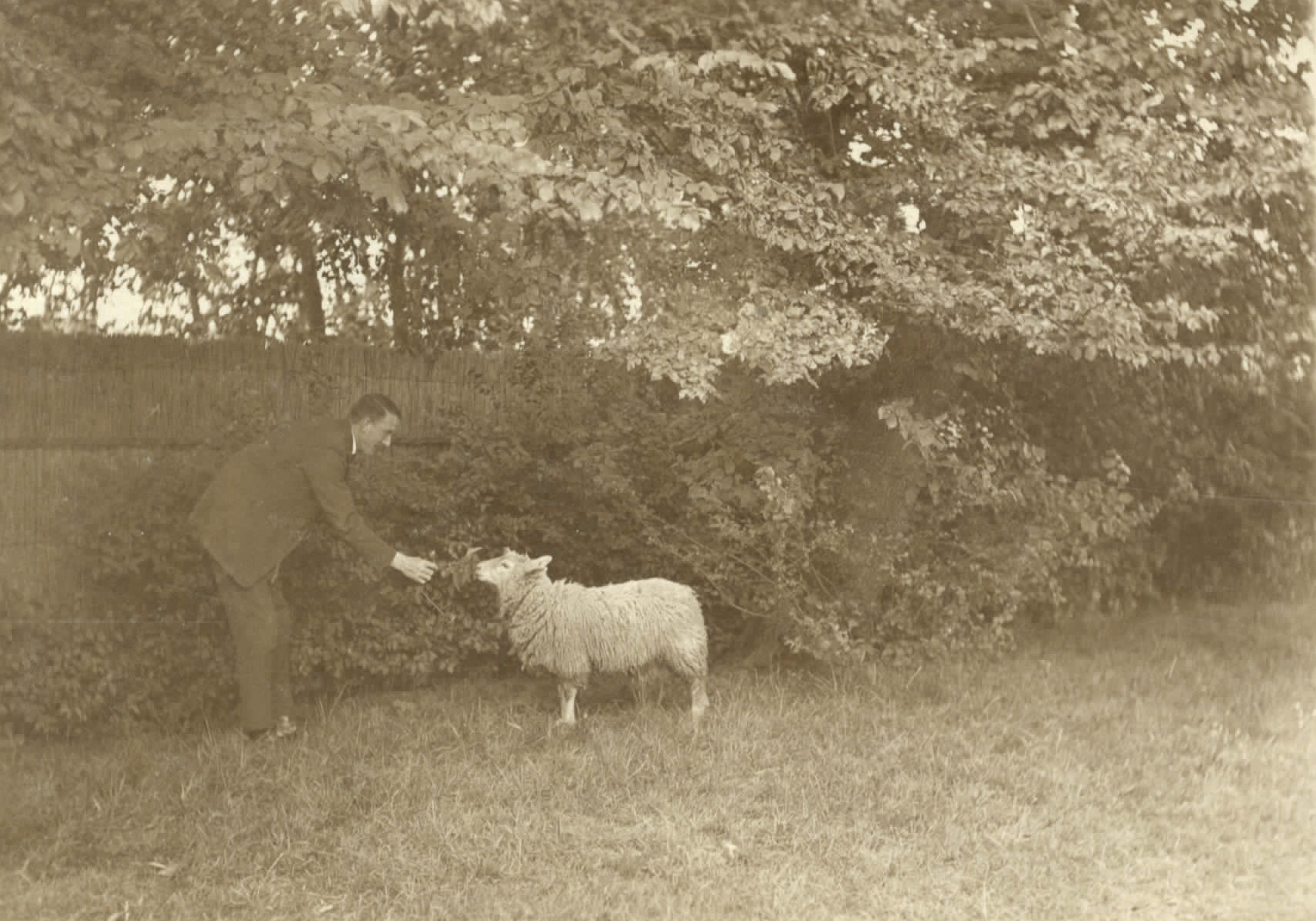 Blijlevens en het schaap