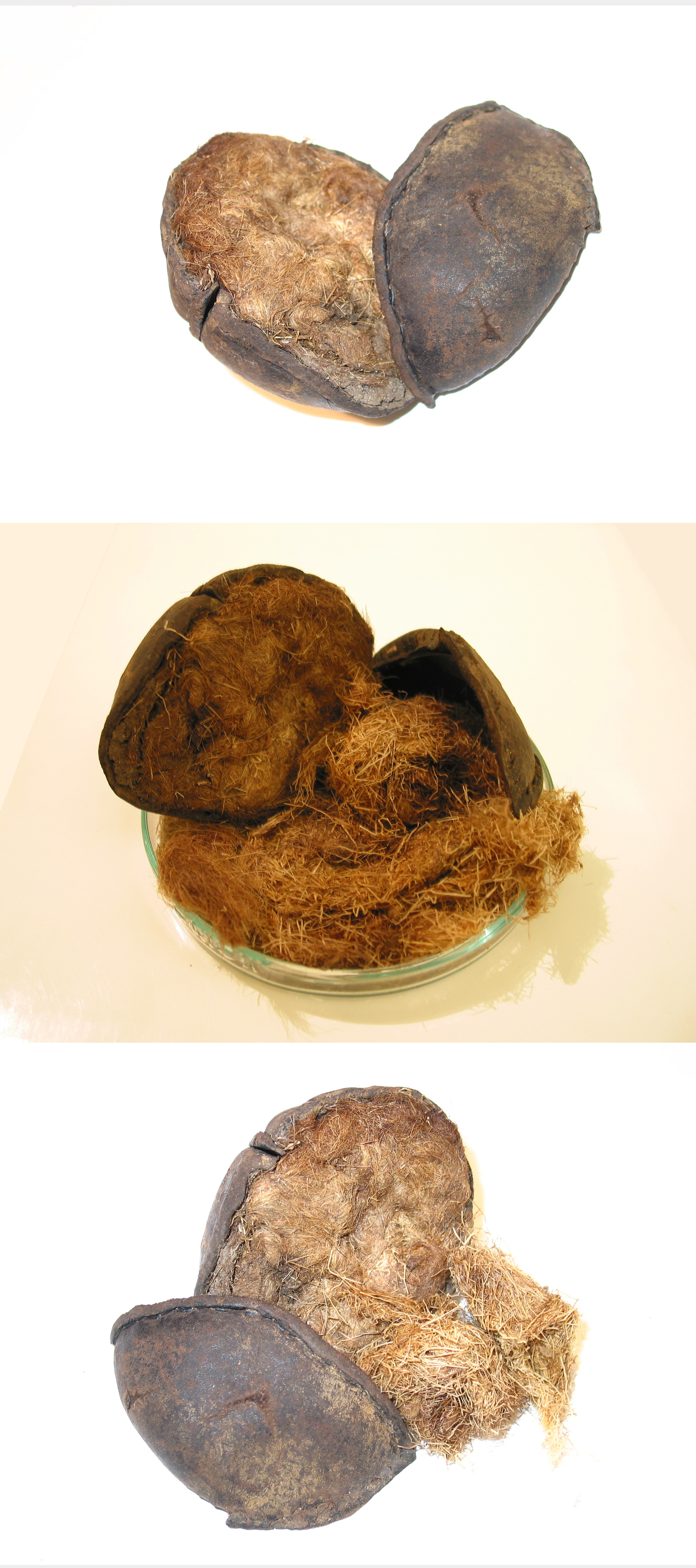 Leren colfbal. 16e- of 17e-eeuw